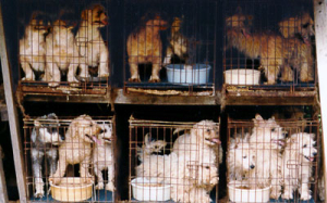 puppy-mill-stacked-cages