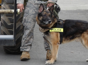 Police_dog_on_duty_at_Elmendorf_Air_Force_Base