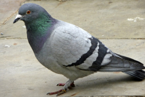 Rock_Dove_(Feral_Pigeon)_(Columba_livia)_-_geograph.org.uk_-_1309587