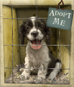 pet-with-adopt-me-sign